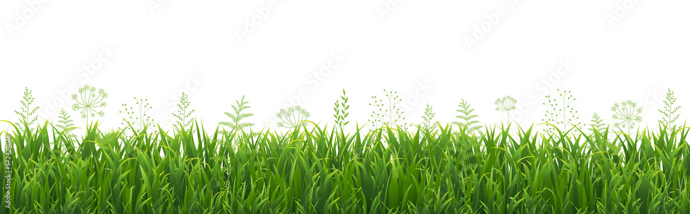 Obraz premium Green Grass Border With White Background