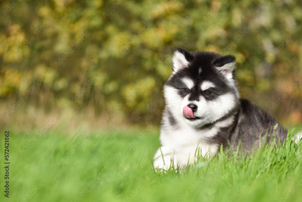 Fluffy Alaskan Malamute puppy sitting in the grass on the side