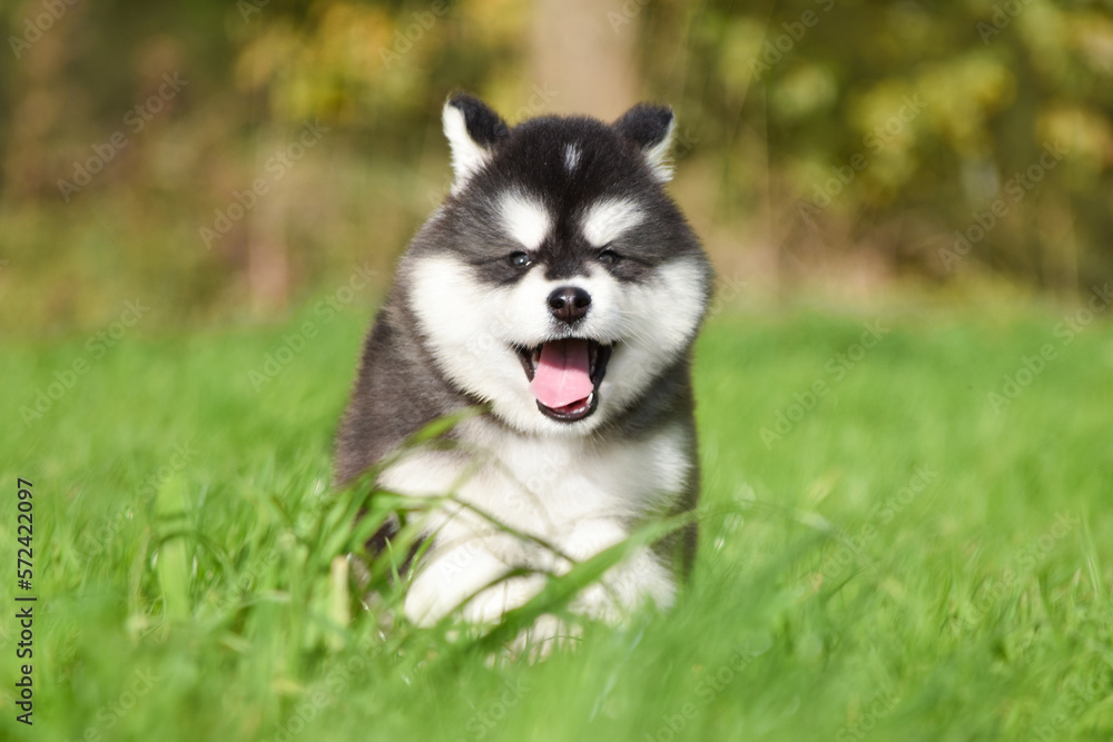 Fluffy puppy Alaskan Malamute runs through the grass forward