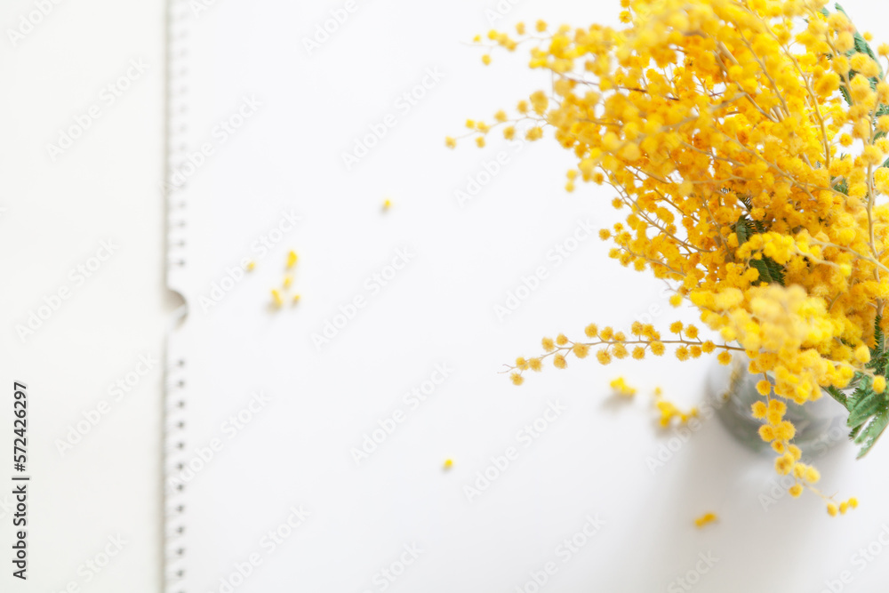 Branch of yellow mimosa on white background top view.. Branch of yellow mimosa on white background top view..