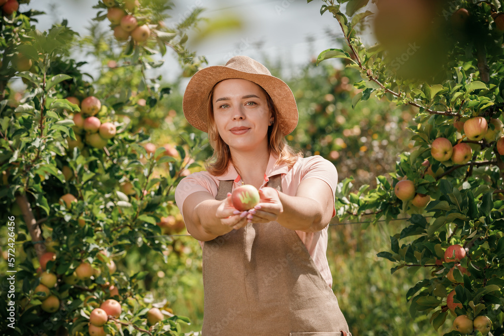 Happy smiling female farmer worker crop picking fresh ripe apples with Emblem of Ukraine in orchard garden during autumn harvest. Harvesting time