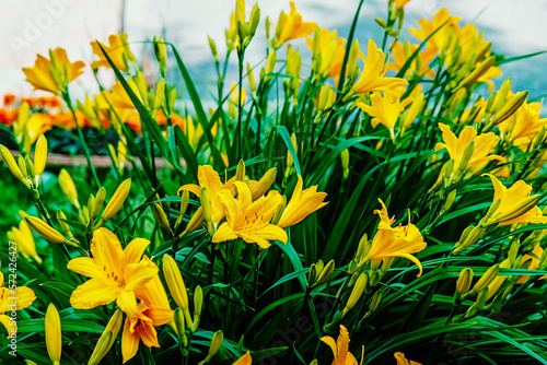 yellow daylily. a large bush Dwarf daylily Middendorf