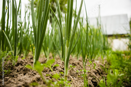 Onion crops planted in soil get ripe under sun. Cultivated land close up with sprout. Agriculture plant growing in bed row. Green natural food crop