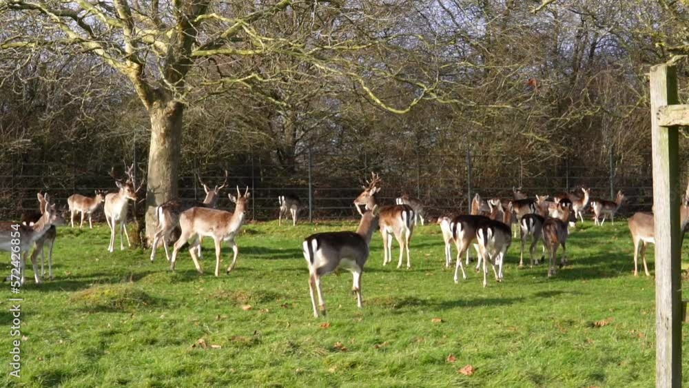 red deer grazing on the meadow in green park. red deer grazing on the meadow in green park.