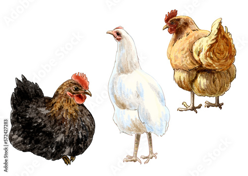 Set of watercolor drawing hens. High quality illustration