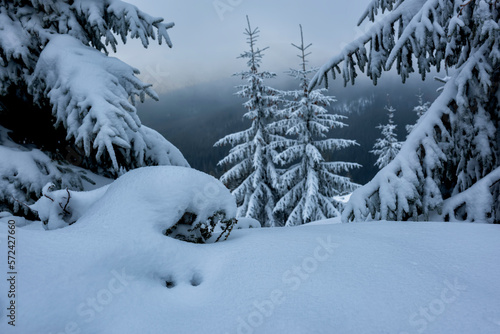  Winter landscape with snow-covered fir trees in the mountains. 