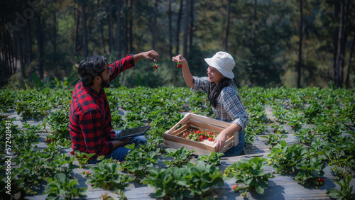 Farmer working with natural organic fruit holding strawberries in greenhouse field. Agriculture and people.