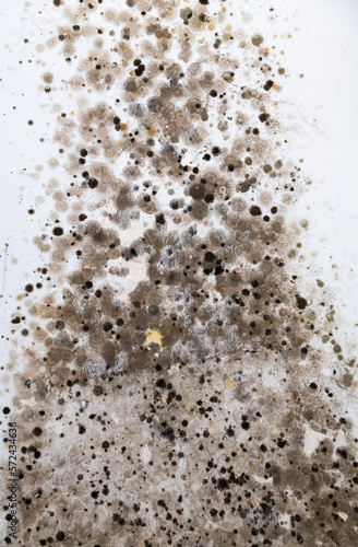 Mold on a white wall. Black spots of toxic mold bacteria and fungus on the wall. The concept of condensation, moisture. © Roman