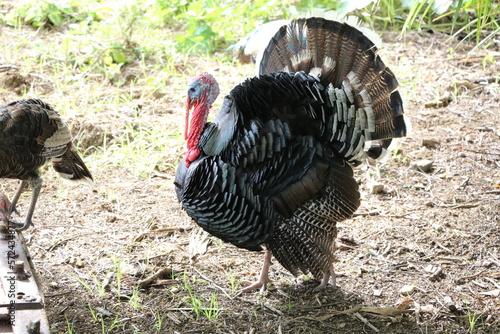 Male black turkey, Cuba