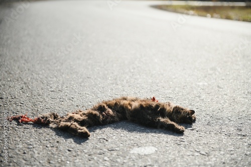 cat body corpse on road killed by traffic accident © Serhii