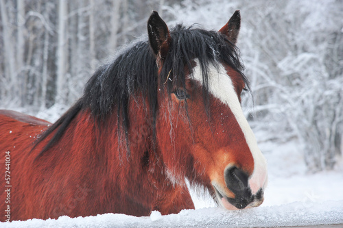 Photography portrait of a Clydesdale horse on winter day by wooden fence