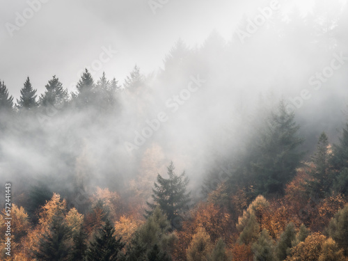 Fotografia Autumn forest from above