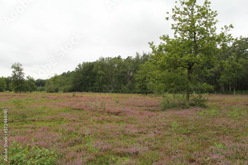 a forest landscape with an open field with purple heather between green grass in summer