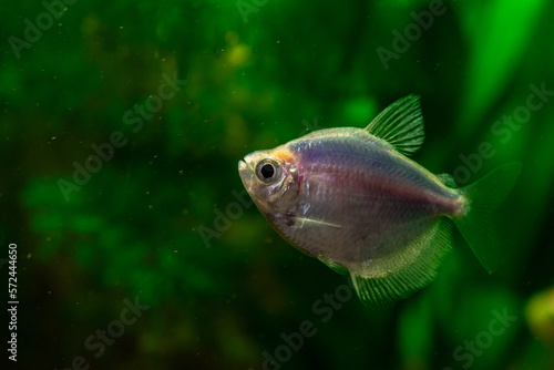 kolorowa rybka akwariowa bystrzyk na zielonym tle akwarium © Henryk Niestrój