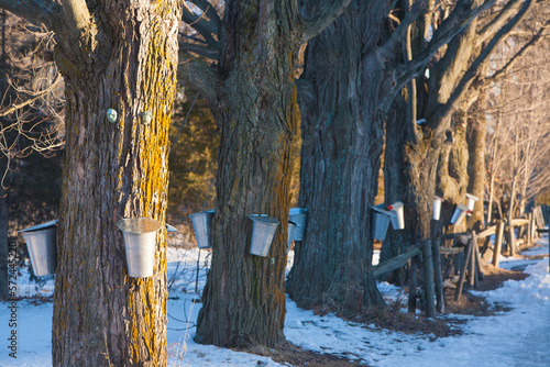 Sap buckets hang from a sugar maple tree.  It takes 40 gallons of sap boiled down to one gallon to make maple syrup.   Sap runs when the day temperture is above 32f and the night temp,is below 32f. photo