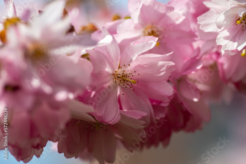 Körsbärsblommor