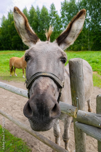 a gray donkey lives in a green garden, looking at you © Aija Freiberga