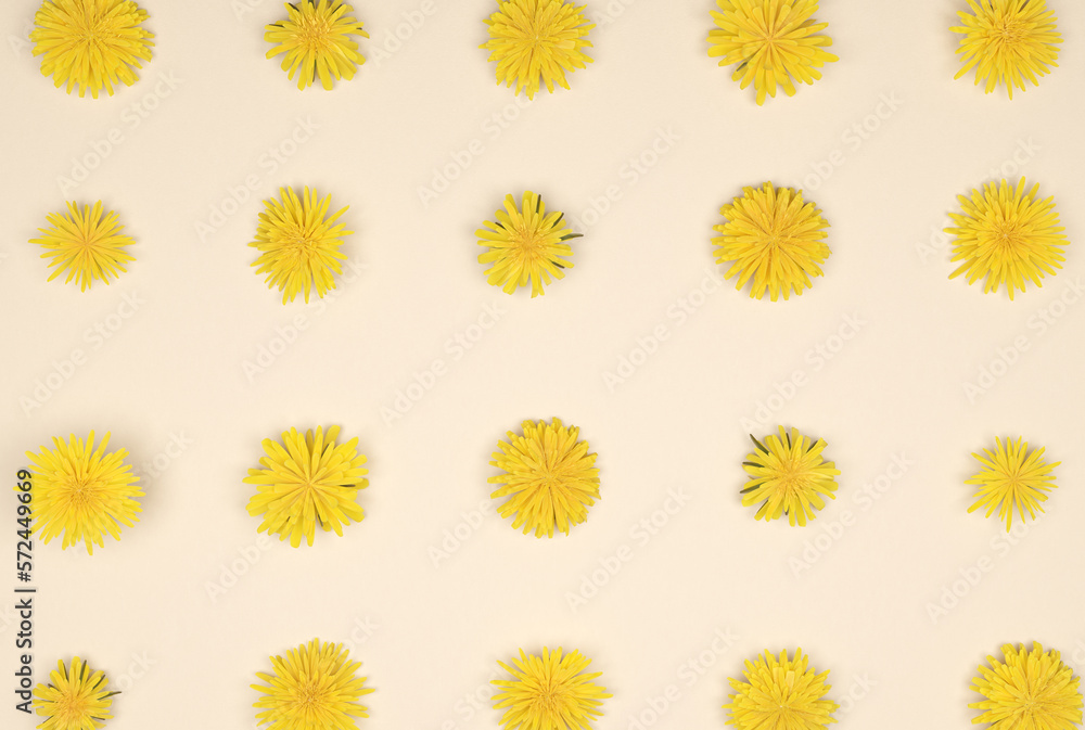 Flowers composition. Pattern made of yellow dandelion flowers on beige background. Flat lay, top view Flowers composition. Pattern made of yellow dandelion flowers on beige background. Flat lay, top view