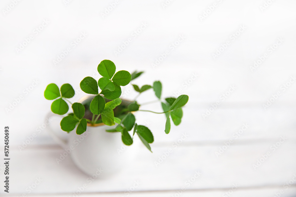green clover leaves in a white jug, symbol of St. Patrick's Day - obrazy, fototapety, plakaty 