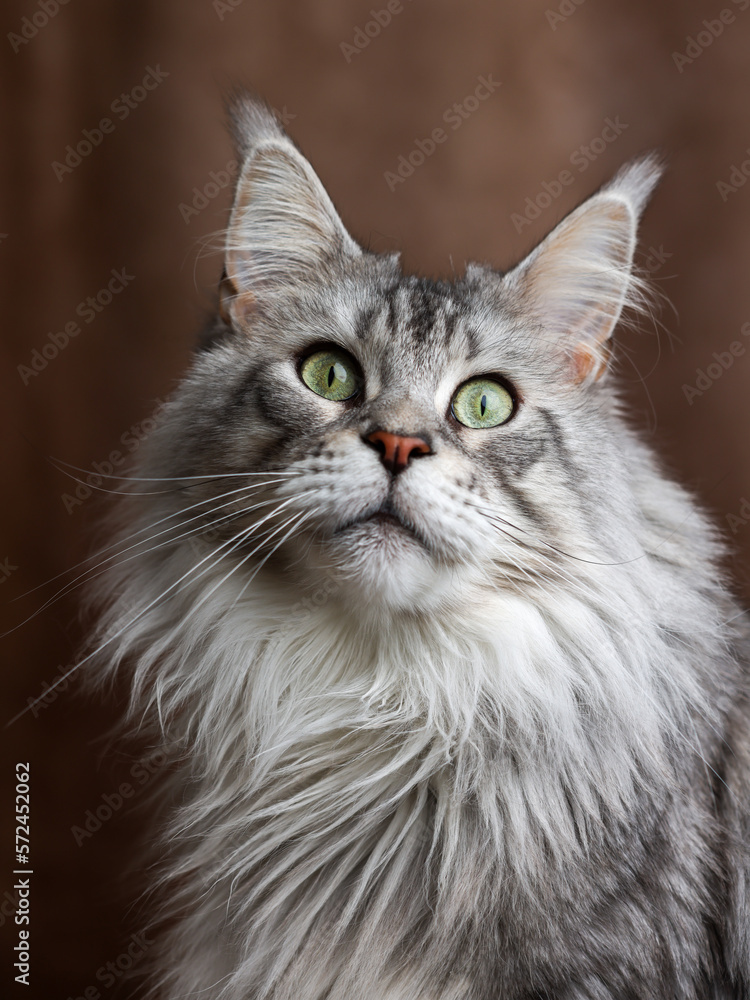  4 years black silver tabby Maine Coon's head with distinctive face looking straight at the lens.  expressive green almond shaped eyes . looking up brown background