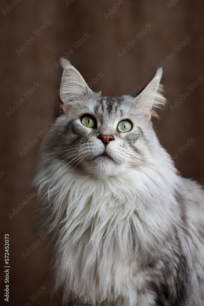  4 years black silver tabby Maine Coon's head with distinctive face looking straight at the lens.  expressive green almond shaped eyes . looking up brown background
