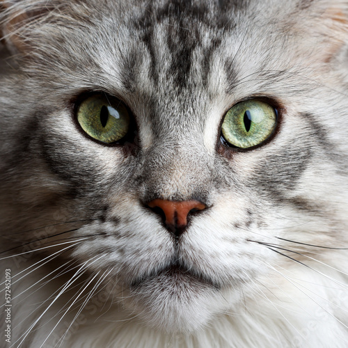 Very close-up of a 4 years black silver tabby Maine Coon's head with distinctive face looking straight at the lens. expressive green almond shaped eyes . 