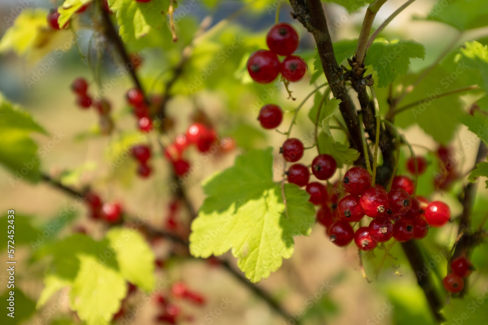 Red currants bush in the garden. Ripening red currant berries for publication, design, poster, calendar, post, screensaver, wallpaper, postcard, banner, cover, website. High quality photo Red currants bush in the garden. Ripening red currant berries for publication, design, poster, calendar, post, screensaver, wallpaper, postcard, banner, cover, website. High quality photo
