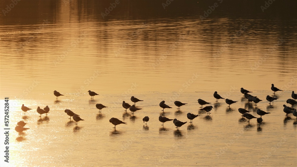 Flock of birds on frozen lake and beautiful sunset Flock of birds on frozen lake and beautiful sunset