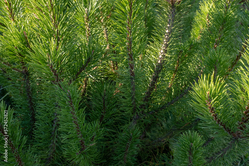 Green pine branches with young needles. Background of pine plant for publication  design  poster  calendar  post  screensaver  wallpaper  postcard  banner  cover  website. High quality photo