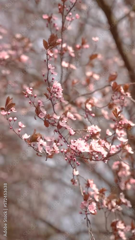 Vertical video of cherry flowers branch in spring bloom. Japanese sakura trees. Vertical video of cherry flowers branch in spring bloom. Japanese sakura trees.