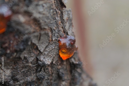 tree resin on a tree trunk