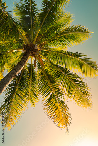 coconut tree palm tree agains the sunset sky