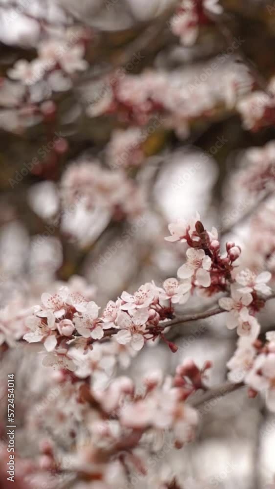 Vertical video of cherry flowers branch in spring bloom. Japanese sakura trees. Vertical video of cherry flowers branch in spring bloom. Japanese sakura trees.