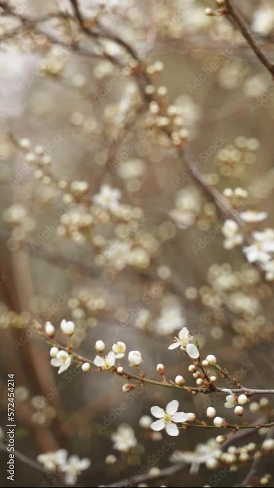 Vertical video of white flowers branch in spring bloom Vertical video of white flowers branch in spring bloom