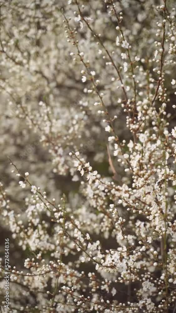 Vertical video of white flowers branch in spring bloom Vertical video of white flowers branch in spring bloom