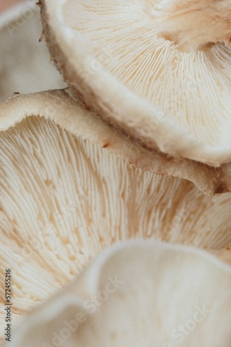 Shiitake Mushroom 1 