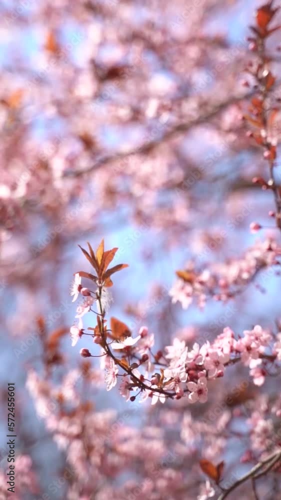 Vertical video of cherry flowers branch in spring bloom. Japanese sakura trees. Vertical video of cherry flowers branch in spring bloom. Japanese sakura trees.