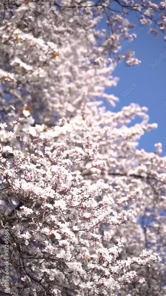 Vertical video of cherry flowers branch in spring bloom. Japanese sakura trees. Vertical video of cherry flowers branch in spring bloom. Japanese sakura trees.