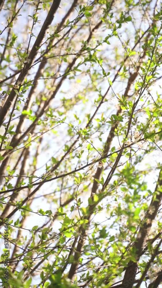 Vertical video of sun rays shining through tree branches with green leaves Vertical video of sun rays shining through tree branches with green leaves