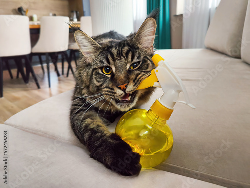 Maine coon cat gnaws spray bottle with water laying on sofa