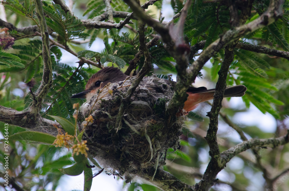 bird in the tree on a nest