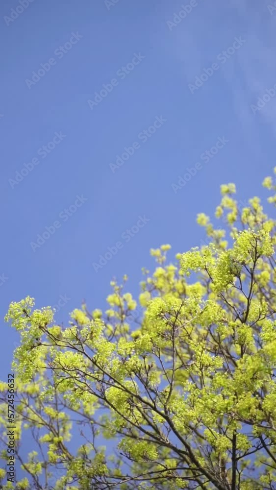Vertical video of blossoming tree in spring with green leaves against blue sky Vertical video of blossoming tree in spring with green leaves against blue sky
