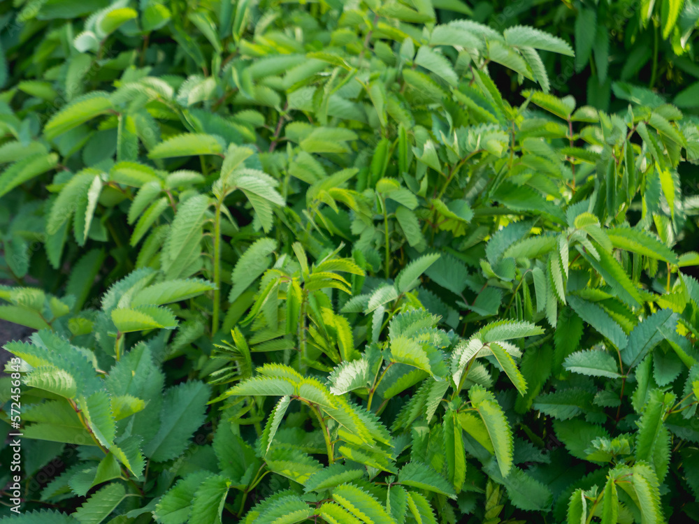 Green leaves of Sanguisorba officinalis, commonly known as great burnet. Herbaceous perennial plant in garden. Green leaves of Sanguisorba officinalis, commonly known as great burnet. Herbaceous perennial plant in garden.