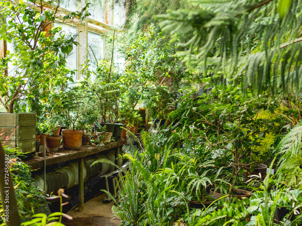 Seedlings and grown plants in flower pots in greenhouse. Botanist workplace with germinated tropical plants in glasshouse.