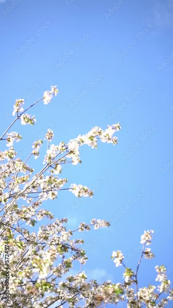 Vertical video of white flowers blooming in spring on blue sky background Vertical video of white flowers blooming in spring on blue sky background
