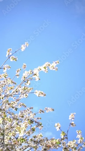 Vertical video of white flowers blooming in spring on blue sky background