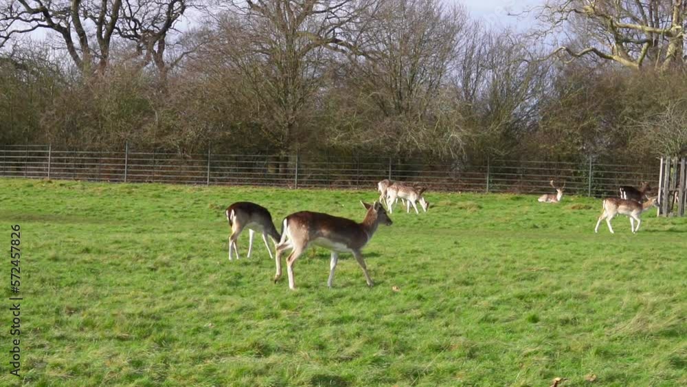 red deer grazing in a forest with green grass red deer grazing in a forest with green grass