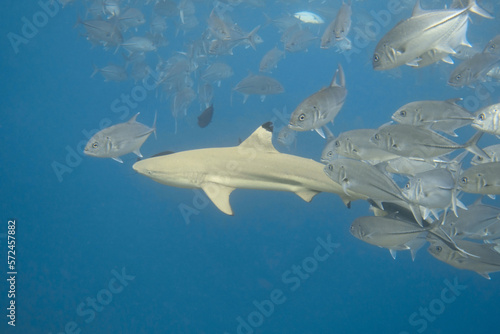 Blacktip reef shark swimming with the school of bigeye trevally