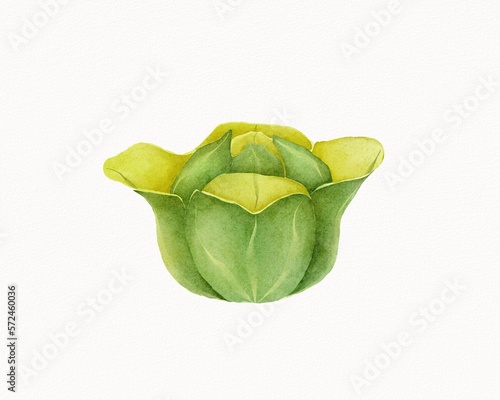 Cabbage