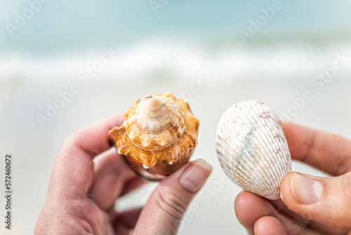 Photography Macro closeup of couple two hands holding fighting horse conch sea shells in Bar